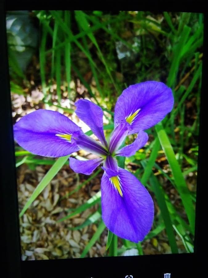 Iris bleu géant 4