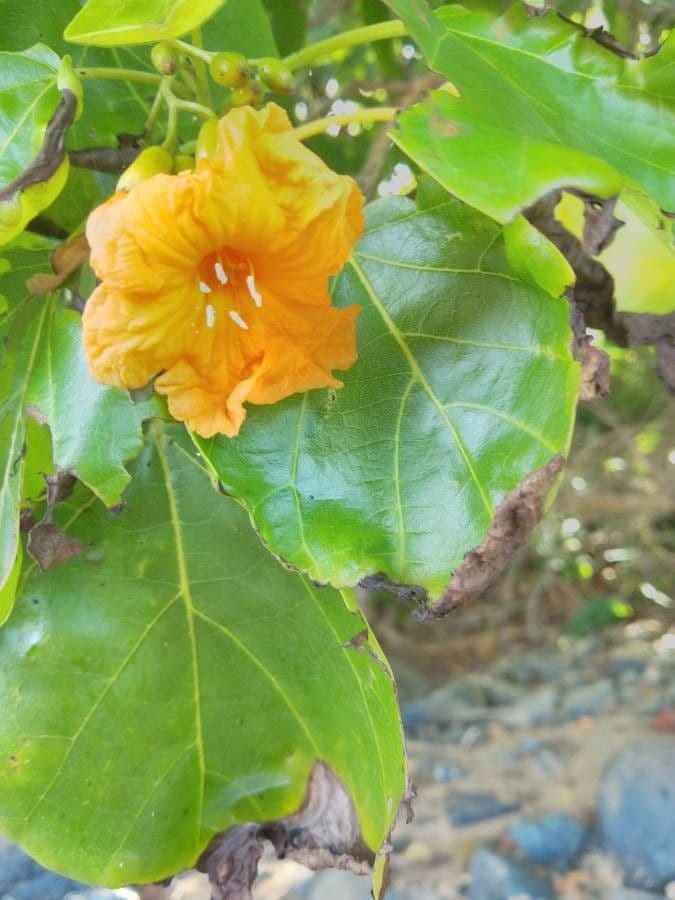 Cordia subcordata 10
