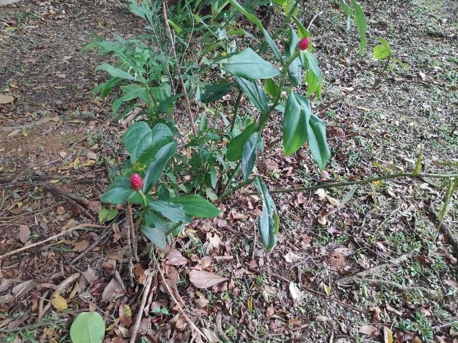 Costus spiralé 23