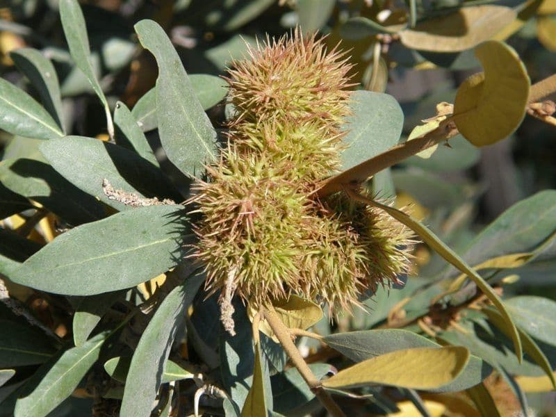 Chrysolepis sempervirens