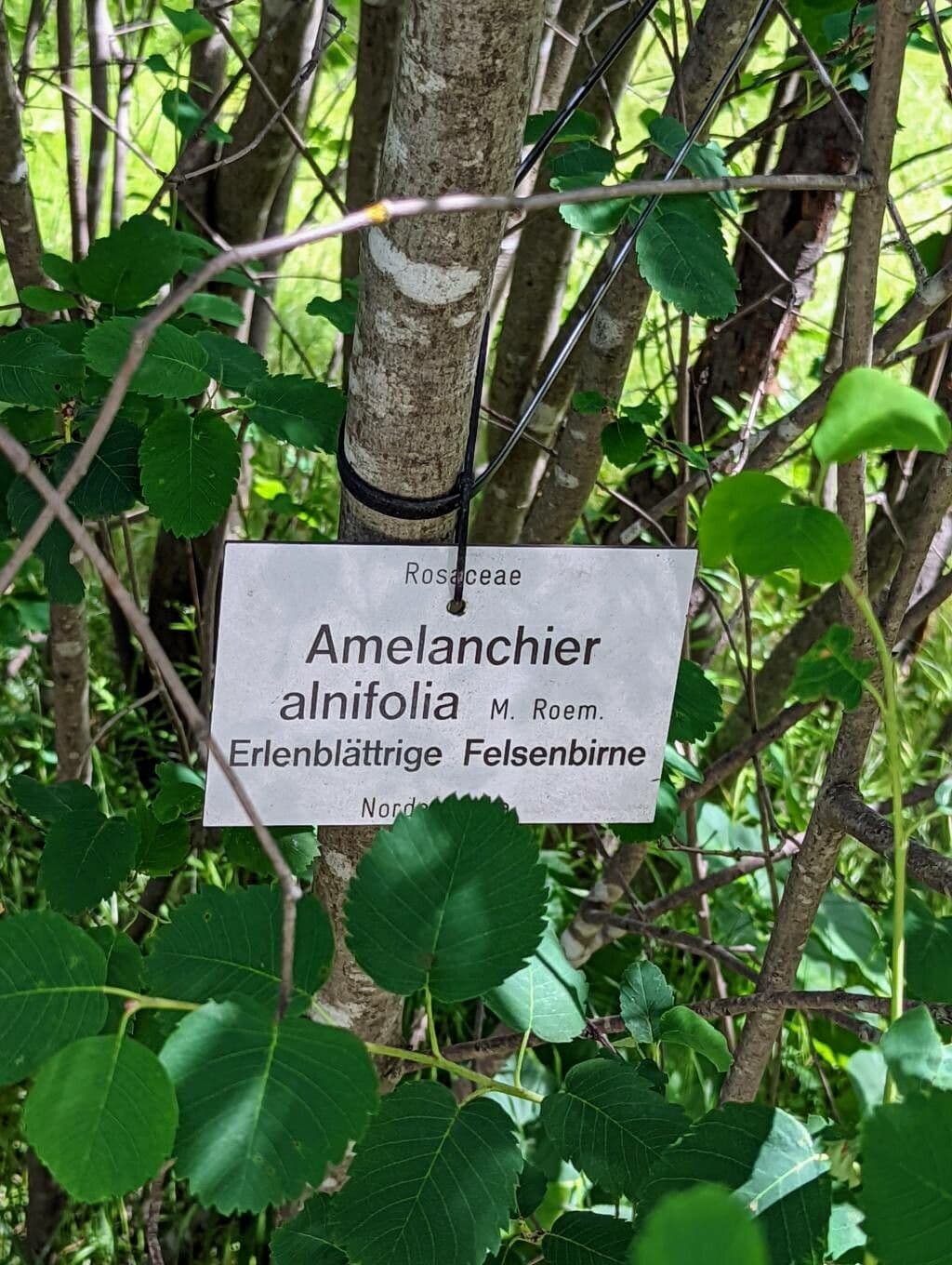Amelanchier 21