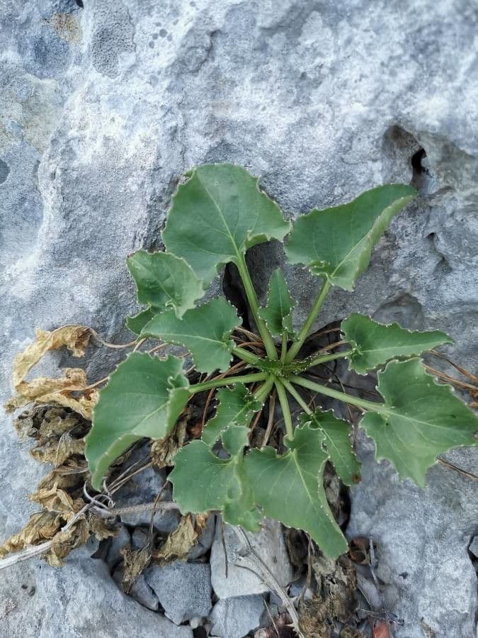 Campanula 14