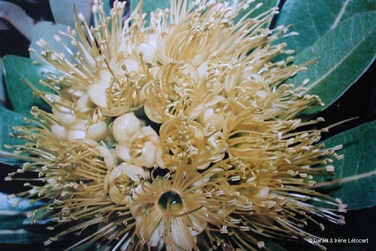 Xanthostemon 7