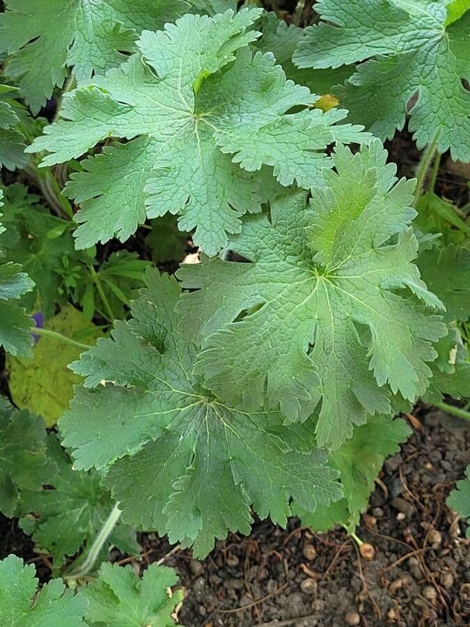 Géranium à larges pétales 15