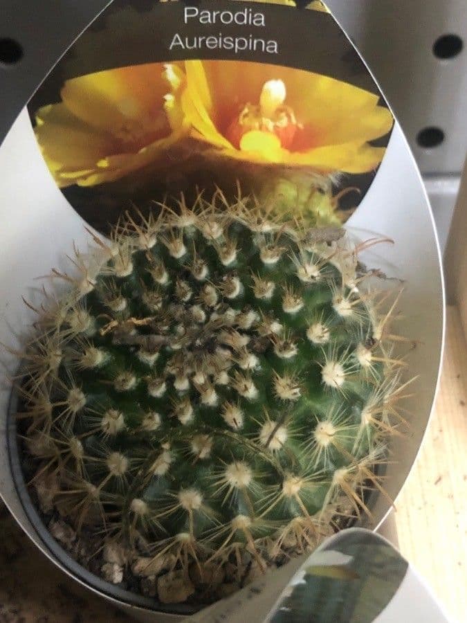 Parodia a semi piccoli 6