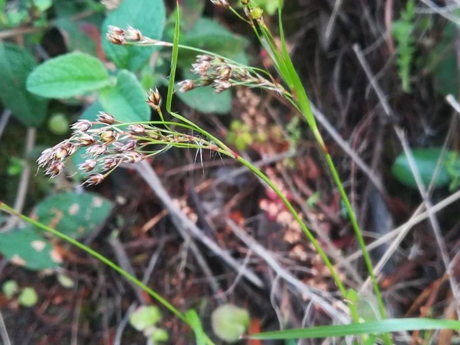 Kosmatka Forstera 6