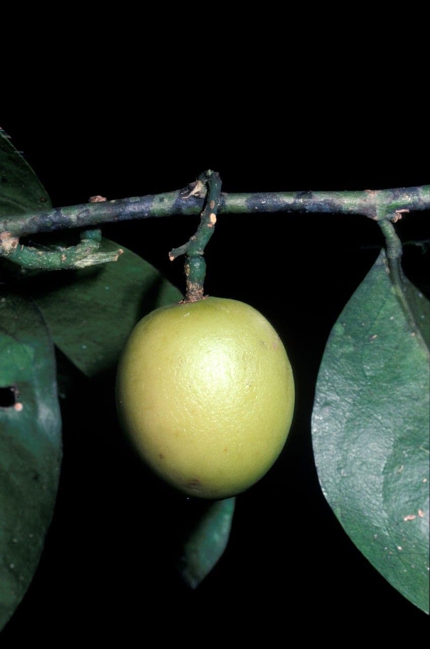 Agonandra 3