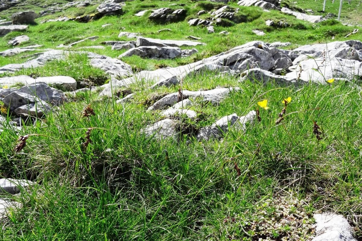 Junco pediforme 11