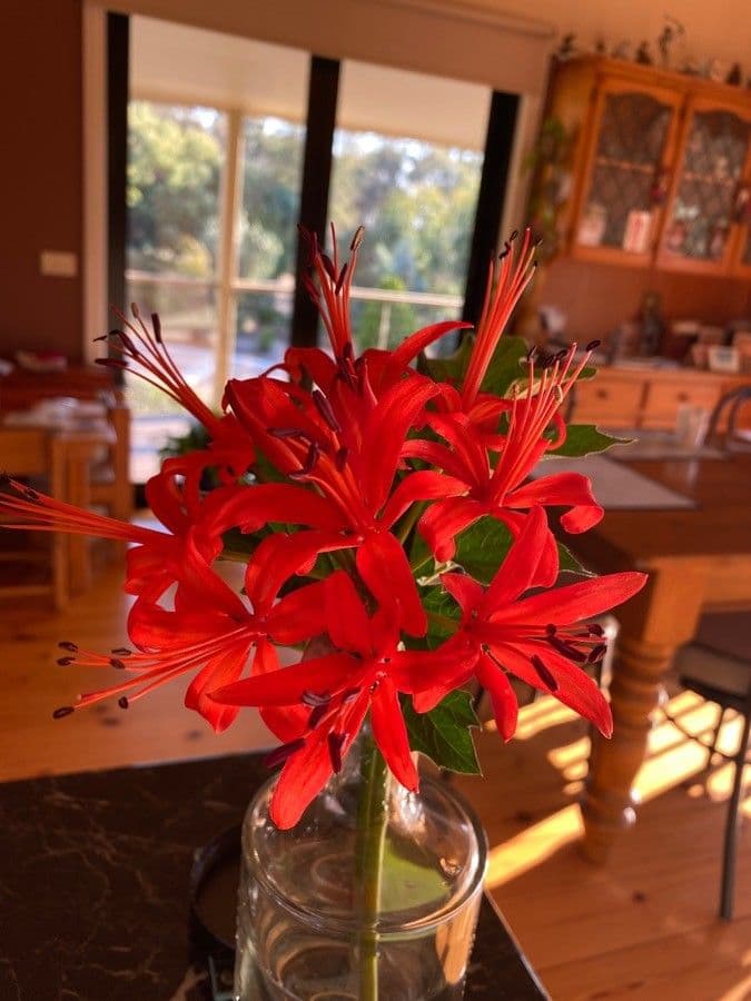 Nerine 4