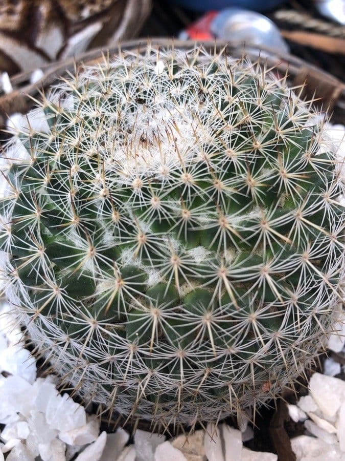 Cactus Mammillaria à queue de rat 11