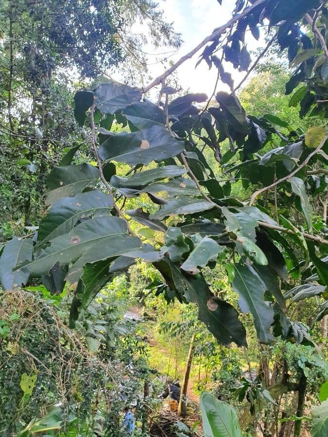 Cassipourea