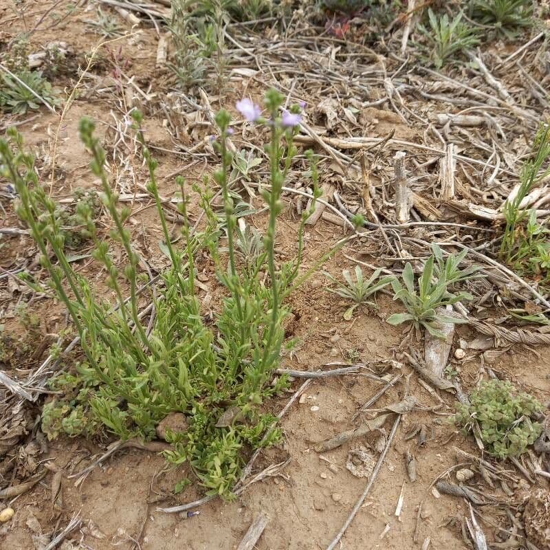 Nuttallanthus floridanus 15