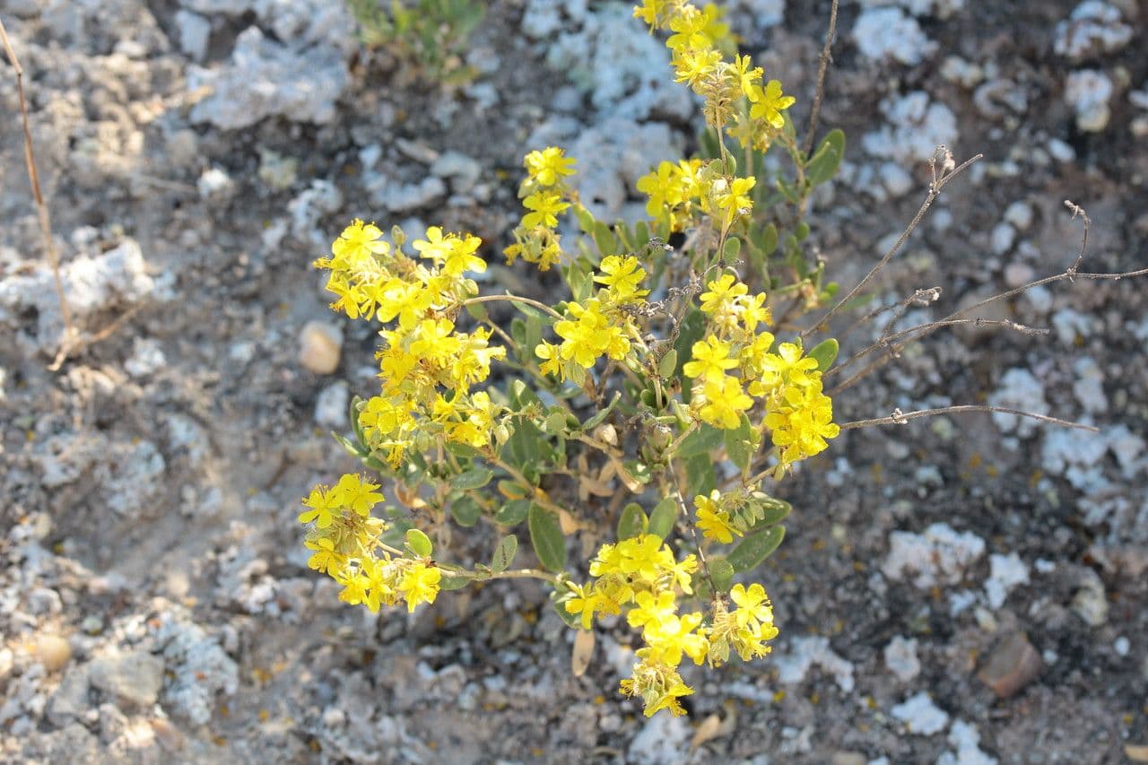 Cistus popelavý 16
