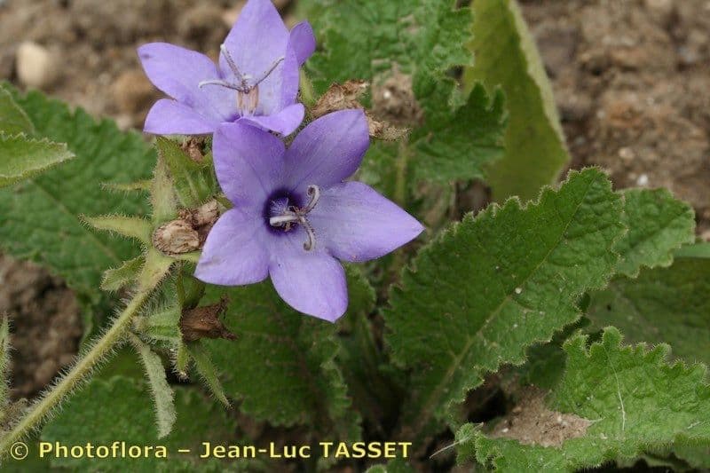 Campanula 6