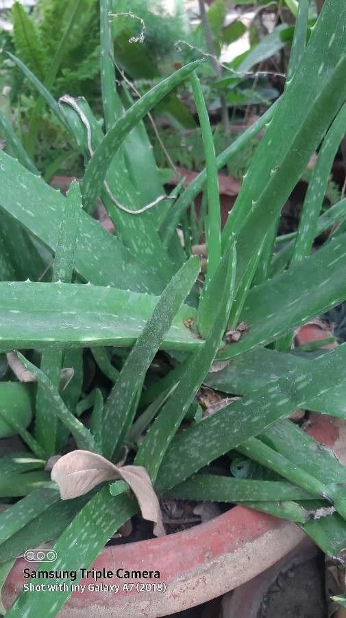Aloe vera 22
