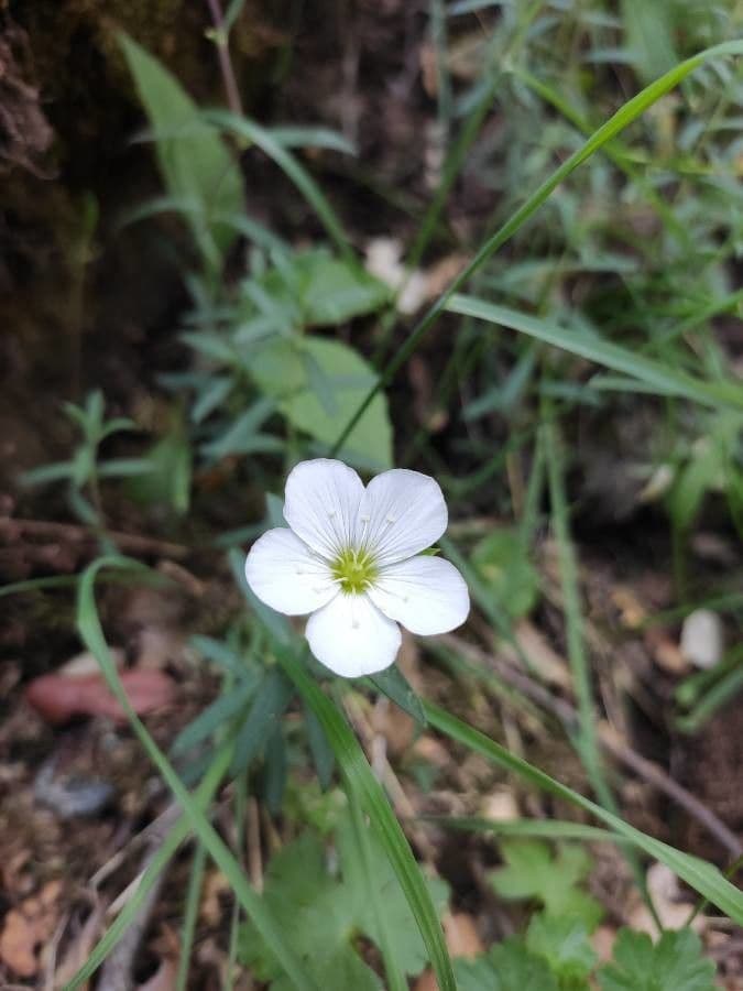 Cherleria capillacea 4