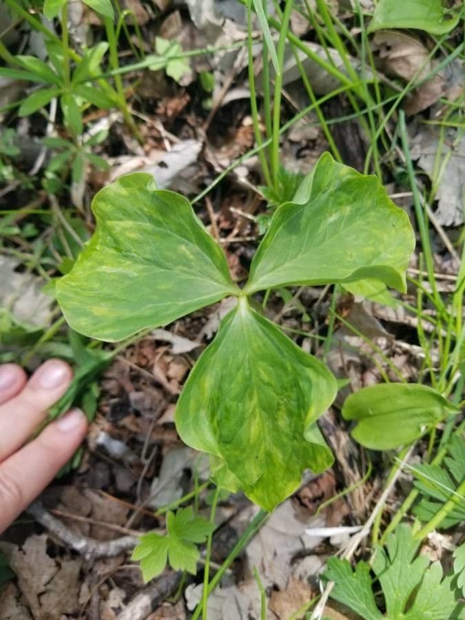 Trillium pochylone 17