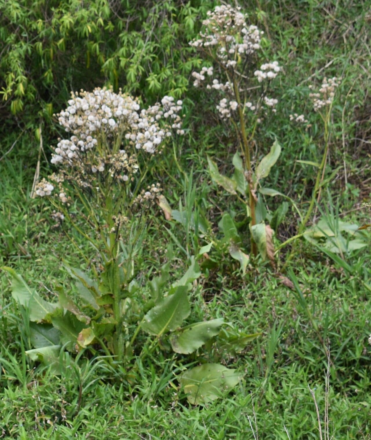 Senecio 14