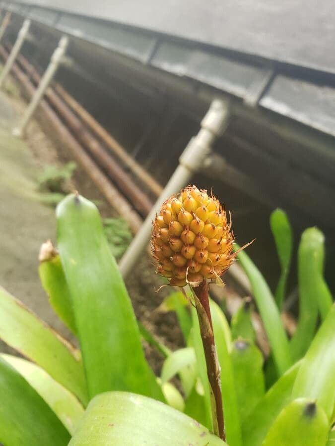 Aechmea 2