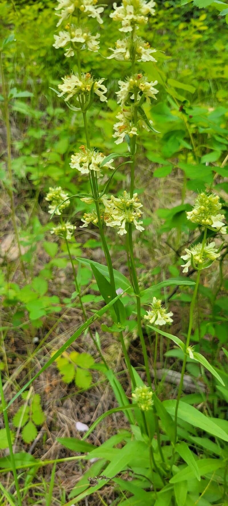 Penstemon 10