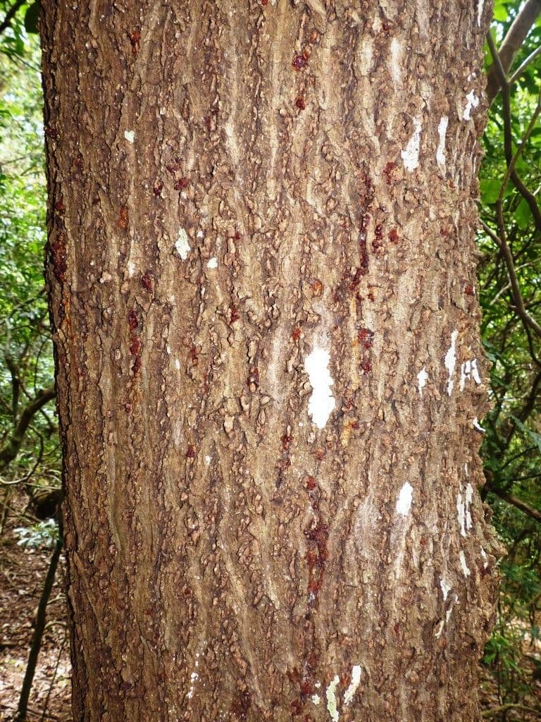 Polyscias 16