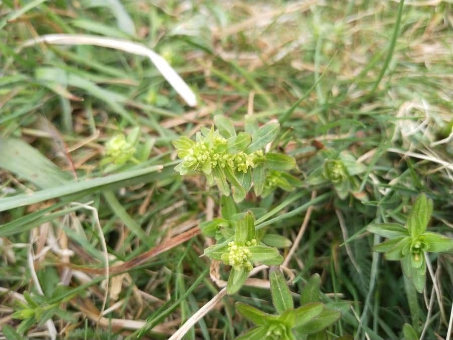 Crocettona glabra 4