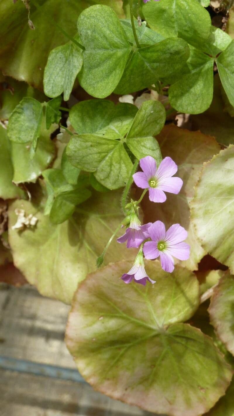 Acetosa viola