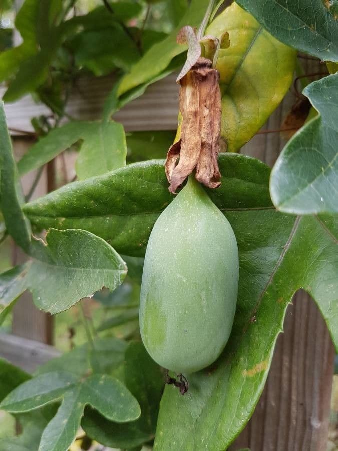 Passiflora ametista