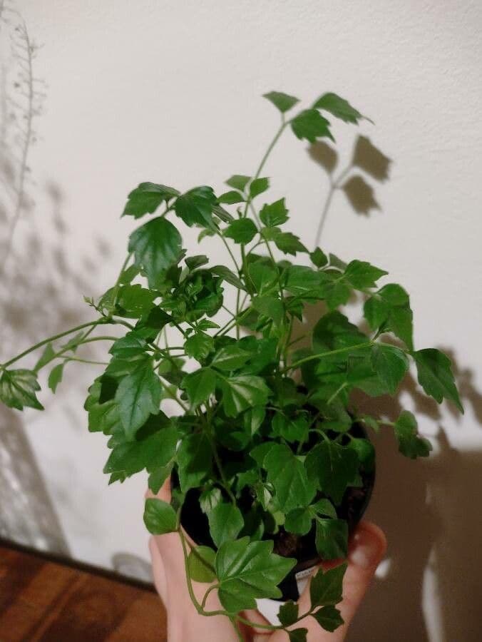 Radermachera sinica 20