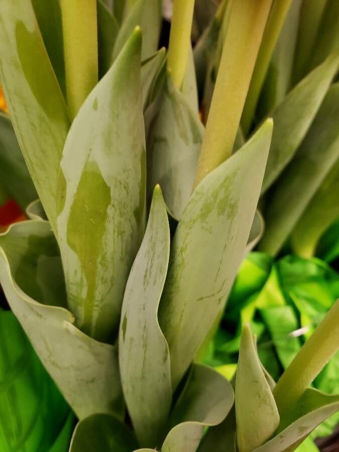 Tulipano di Gesner 18