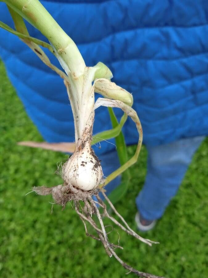 Clusius-Tulpe 23