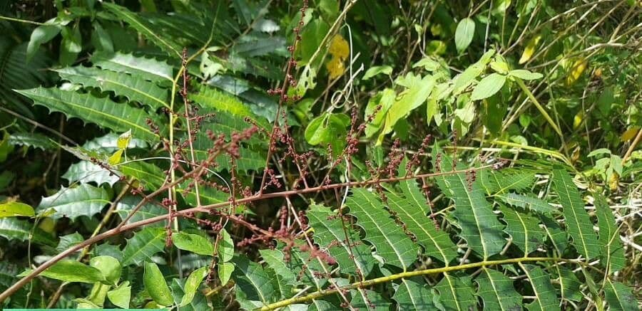 Zanthoxylum