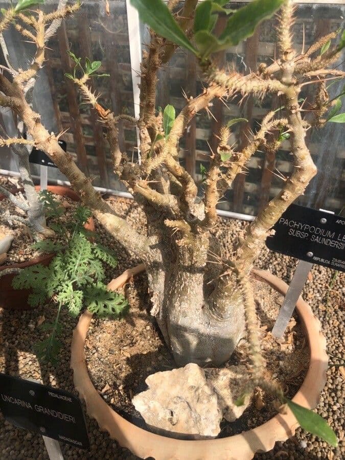 Pachypodium 11