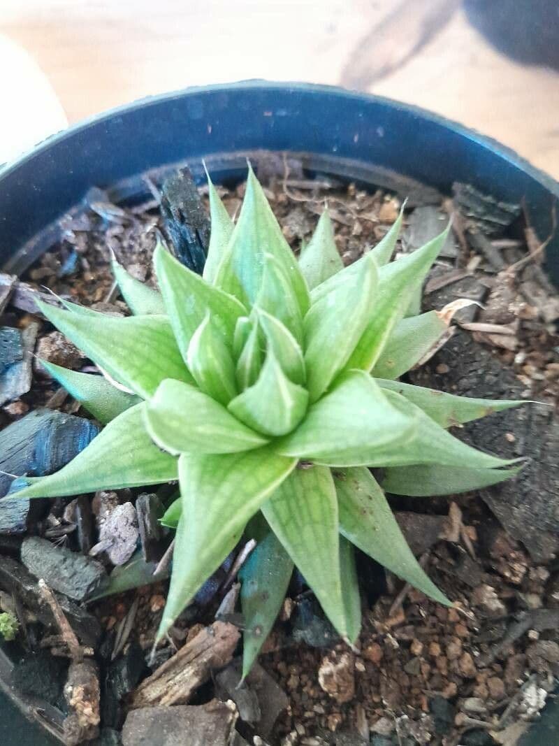 Haworthia 8