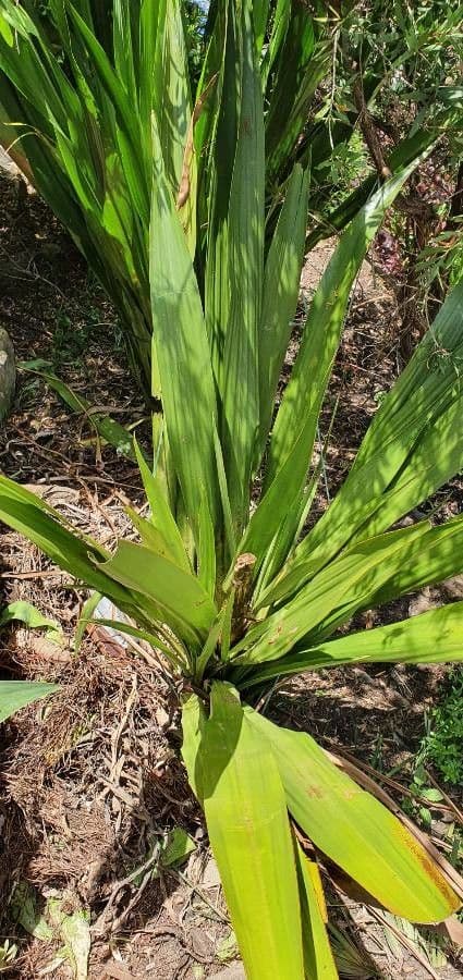 Doryanthes 14