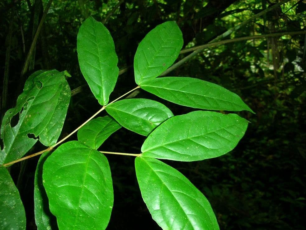 Eugenia 18