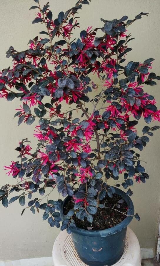 Loropetalum cinese 29