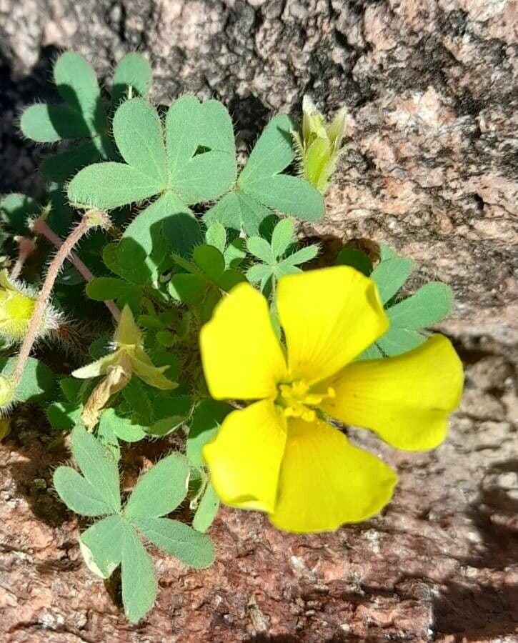 Oxalis conorrhiza 8