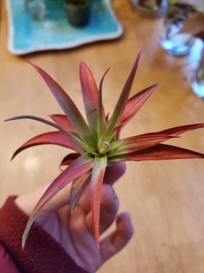 Tillandsia brachycaulos 4