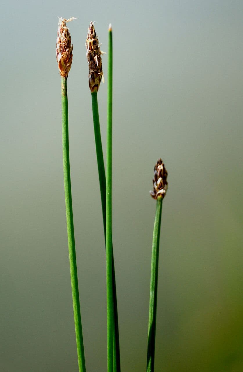 Rasenbinse 30