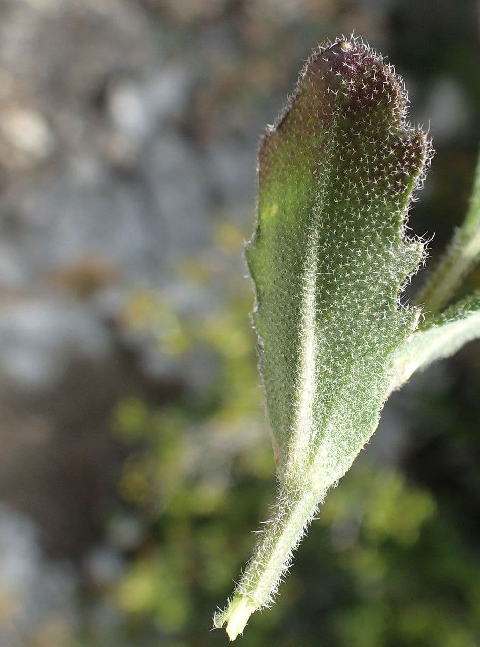 Arabis 20