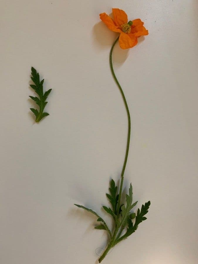 Atlantischer Mohn 8