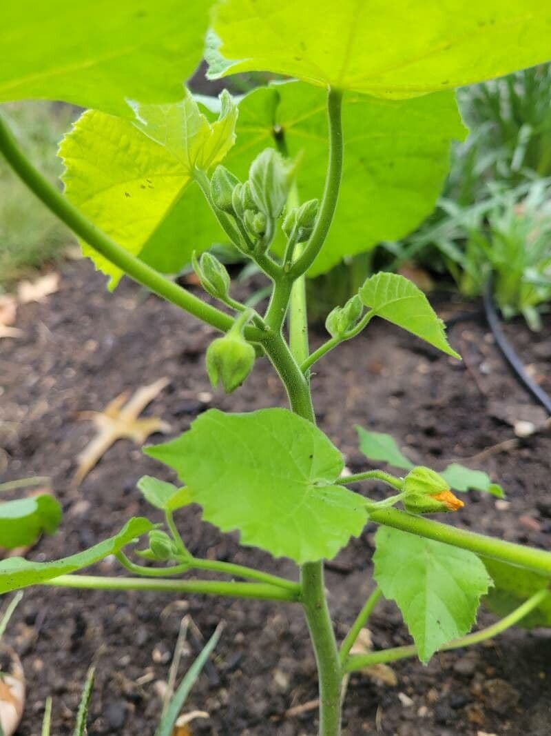 Abutilon di Teofrasto 28