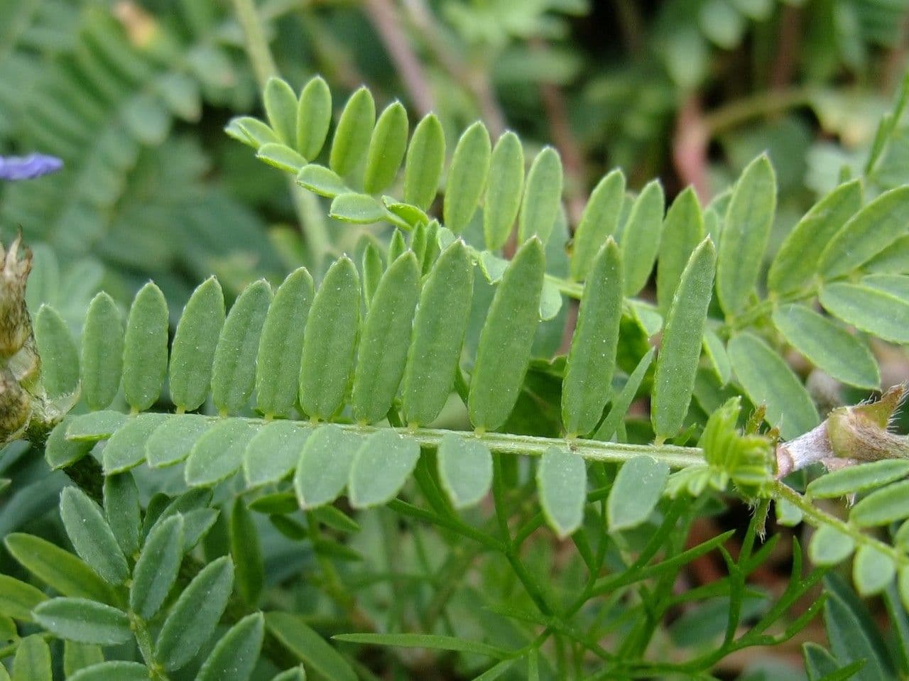 Astragalus onobrychis 16