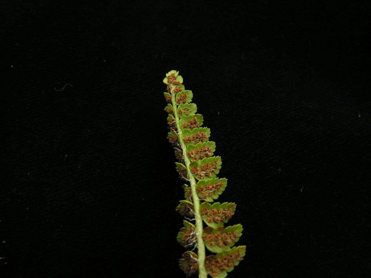 Polystichum 4