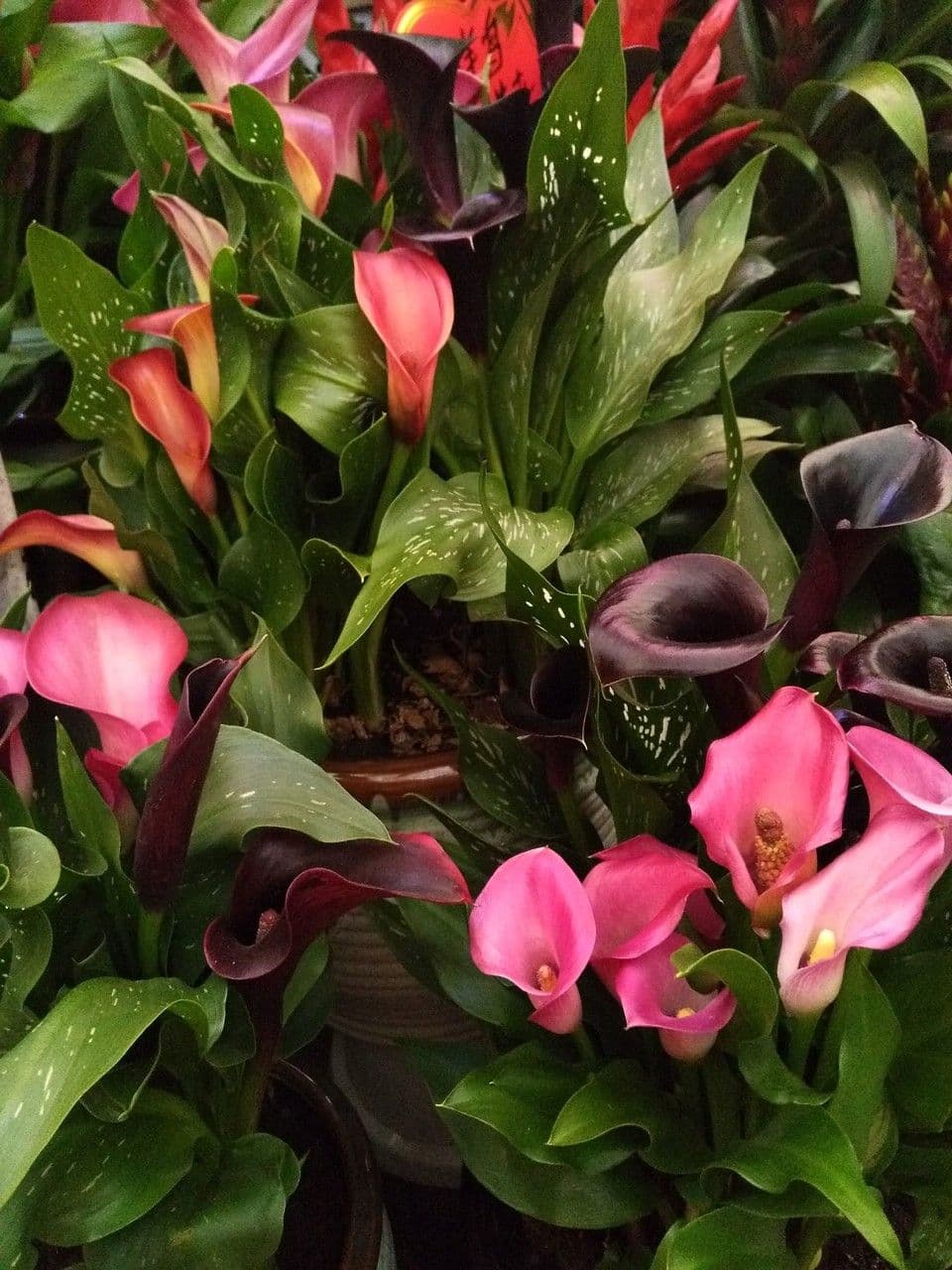 Calla 7