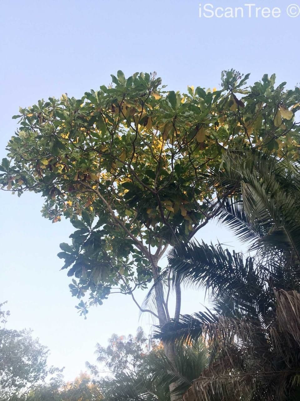 Forest big-leaf 6