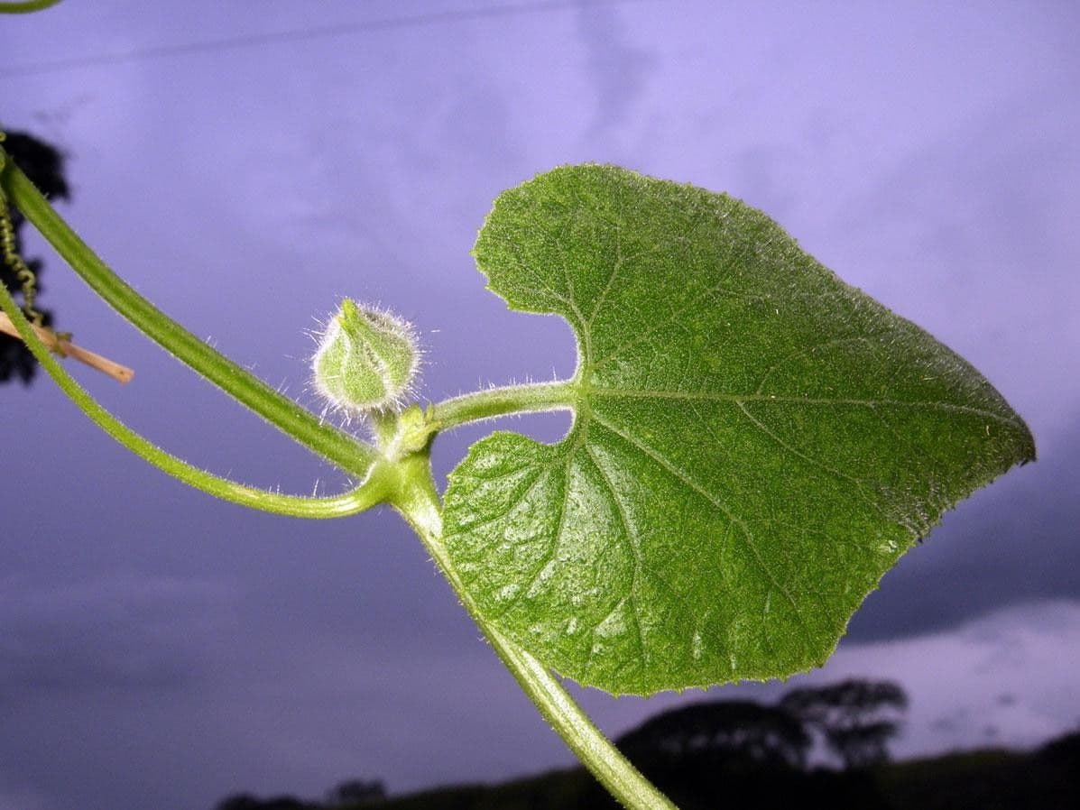 Polyclathra 9
