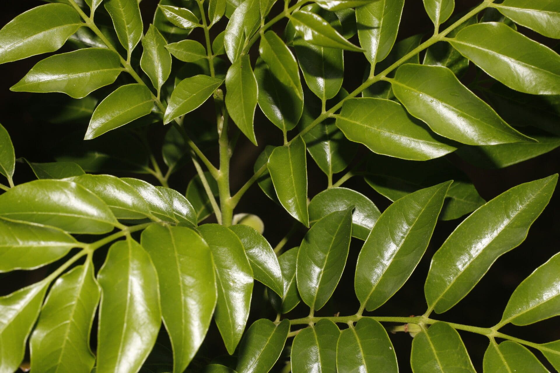 Trichilia 7