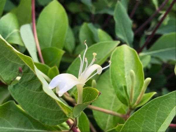 Caprifoglio giapponese 10